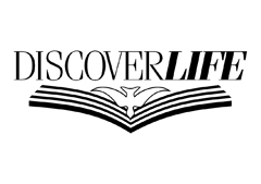 Discover Life Bible Studies